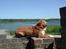 Nova scotia duck tolling retriever Murphy - Murphy på Kalø Slotsruin