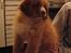 Nova scotia duck tolling retriever Murphy - Lige ankommet fra Canada, 11 uger gammel