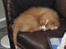 Nova scotia duck tolling retriever Murphy - Lille Murphy