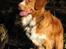 Nova scotia duck tolling retriever Murphy - Murphy vandhund