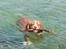 Nova scotia duck tolling retriever Murphy