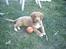 Nova scotia duck tolling retriever Kenzo - Min yndlingsbold
