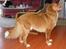 Nova scotia duck tolling retriever Koda