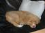 Nova scotia duck tolling retriever Koda - En køn sofapude :-)