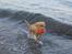 Nova scotia duck tolling retriever Koda - Apport fra vand - her er han 10 uger.