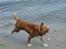 Nova scotia duck tolling retriever Murphy - Murphy på stranden