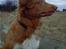 Nova scotia duck tolling retriever Kenzo