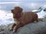 Nova scotia duck tolling retriever Kenzo