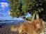Nova scotia duck tolling retriever Kenzo - Dase under træerne