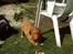 Nova scotia duck tolling retriever Kenzo - Kenzo har været i vandkamp