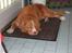 Nova scotia duck tolling retriever Murphy - Træt efter en lang dags toller-ballade