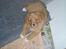 Nova scotia duck tolling retriever Fica