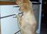 Nova scotia duck tolling retriever Fica