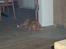 Nova scotia duck tolling retriever Fica