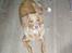 Nova scotia duck tolling retriever Fica