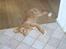 Nova scotia duck tolling retriever Fica