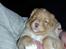 Nova scotia duck tolling retriever Fica