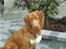 Nova scotia duck tolling retriever Kenzo