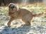 Golden retriever Nickie *Himmelhund* - Så skal der rystes efter rulleturen.