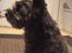 Blanding af racer /Westie blanding Mille - Lille Mille ! *nyt*