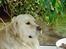 Golden retriever Leregårdens Unusual Uwe 