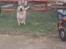 Labrador retriever Polly