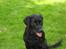 Labrador retriever Bina skath <3