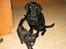 Labrador retriever Bina skath <3 - kan du godt lig katten