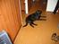 Labrador retriever Bina skath <3 - nyder du det!!