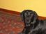 Labrador retriever Bina skath <3
