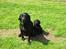 Labrador retriever Bina skath <3
