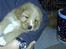 Nova scotia duck tolling retriever Luca