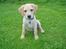Labrador retriever Nala - er jeg ikke bare sød...