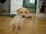 Labrador retriever Nala - smil til fotografen