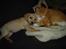 Labrador retriever Nala - leger lige med tiger...