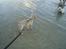 Labrador retriever Nala - er lige ved vandet....