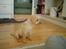Labrador retriever Nala