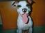 Blanding af racer *Bella*(Mus). R.I.P - Smil til fotografen!!!
