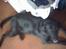 Labrador retriever Max