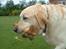 Labrador retriever Wakey *DØD* - He he he...... det her ryger i rosenbedet!!!