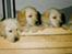 Labrador retriever Trold (Død) - hendes hvalpe