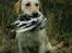 Labrador retriever Trold (Død)