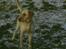 Labrador retriever Trold (Død)