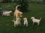Labrador retriever Trold (Død)