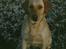 Labrador retriever Trold (Død)