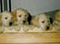 Labrador retriever Trold (Død) - hendes hvalpe