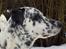 Blanding af racer Rollo - Rollo den 28 December 2005