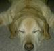 Labrador retriever Polly