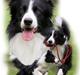 Border collie Tarco *himmelhund*