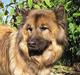 Eurasier  Navn:  Mabuh Euros Niko